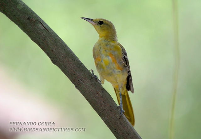 Photo (4): Hooded Oriole