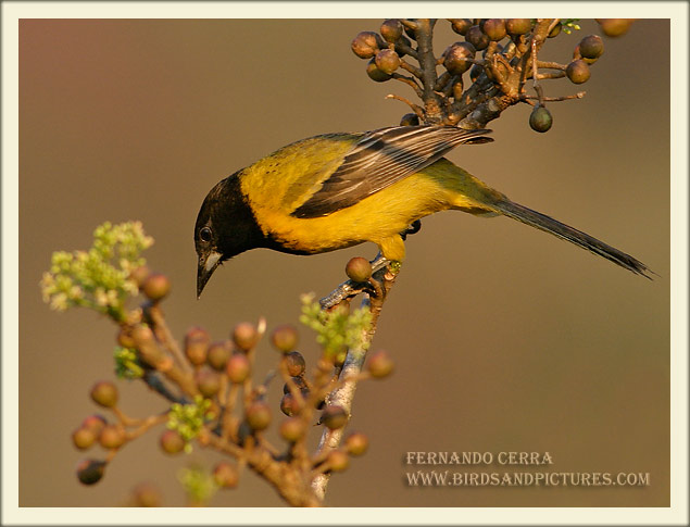 Photo (6): Audubon's Oriole