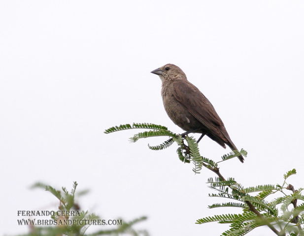 Photo (18): Brown-headed Cowbird