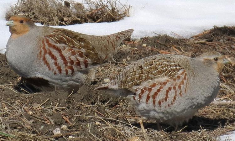 Photo (1): Gray Partridge