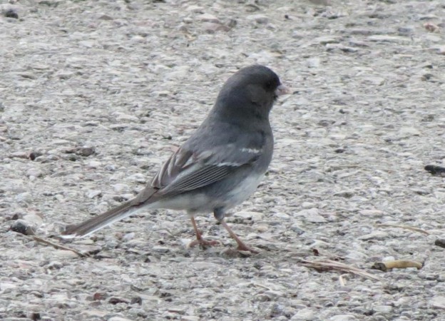 Photo (23): Dark-eyed Junco