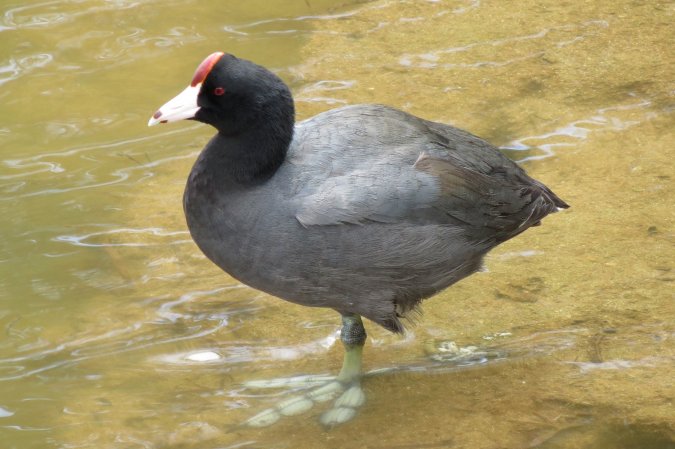 Photo (1): Hawaiian Coot
