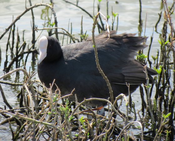 Photo (2): Hawaiian Coot