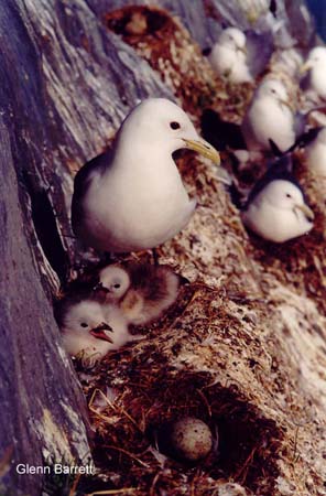 Photo (20): Black-legged Kittiwake