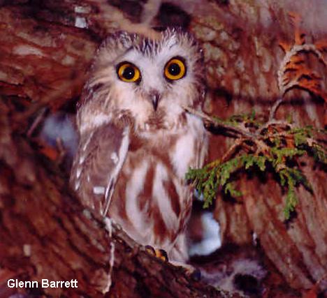 Photo (4): Northern Saw-whet Owl