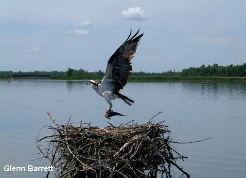 Photo (21): Osprey