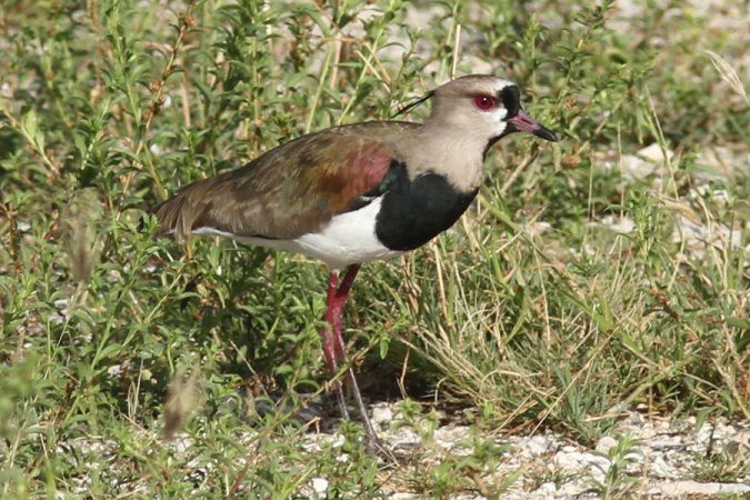 Photo (1): Southern Lapwing