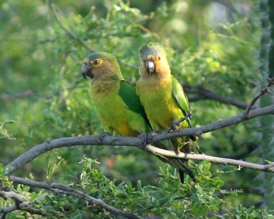 Photo (18): Brown-throated Parakeet