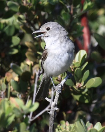 Photo (1): Gray Vireo