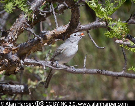 Photo (2): Gray Vireo