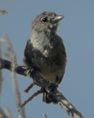 Photo (3): Gray Vireo