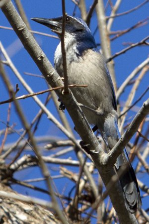 Photo (2): Island Scrub-Jay