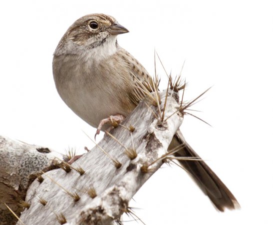 Photo (2): Cassin's Sparrow