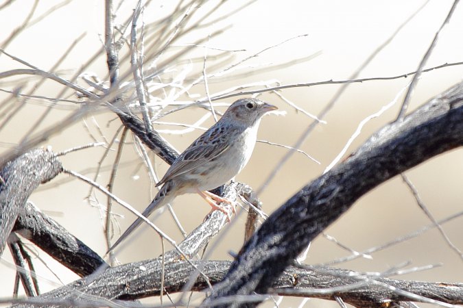 Photo (4): Cassin's Sparrow