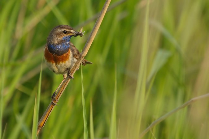 Photo (3): Bluethroat