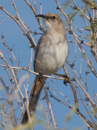 Photo (3): Le Conte's Thrasher