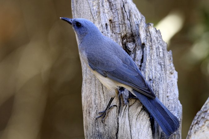 Photo (3): Transvolcanic Jay
