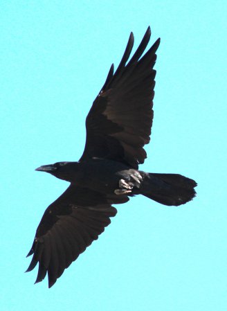 Photo (3): Chihuahuan Raven