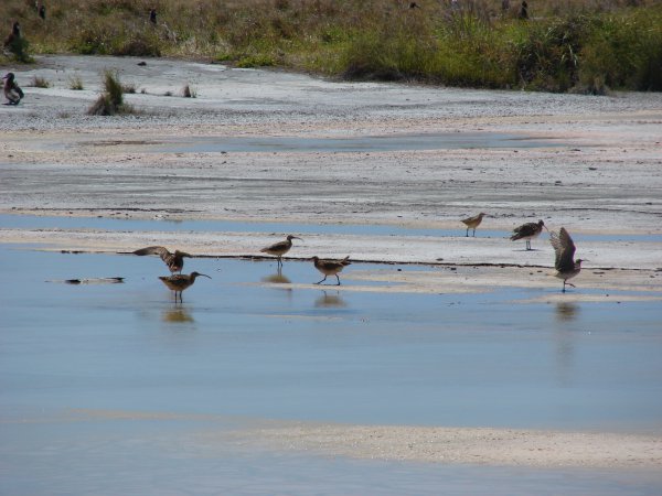 Photo (3): Bristle-thighed Curlew
