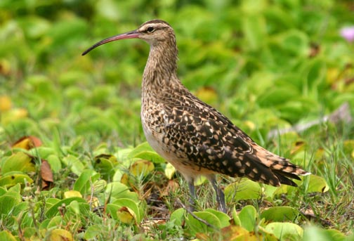 Photo (4): Bristle-thighed Curlew