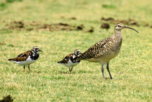 Photo (5): Bristle-thighed Curlew