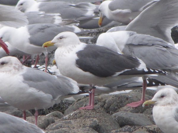 Photo (3): Slaty-backed Gull