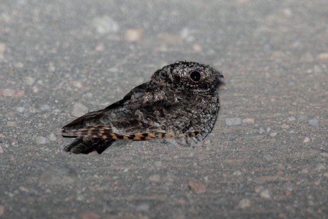 Photo (3): Common Poorwill