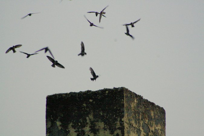 Photo (3): Vaux's Swift