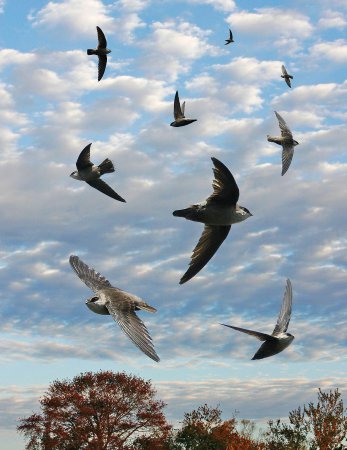 Photo (4): Vaux's Swift