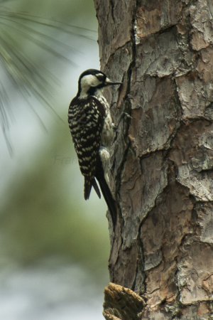 Photo (3): Red-cockaded Woodpecker