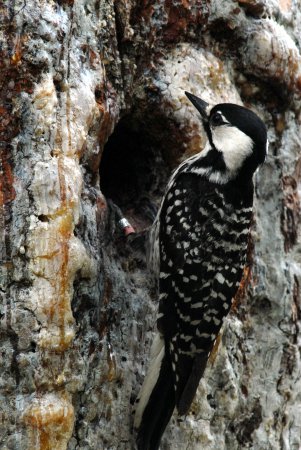 Photo (4): Red-cockaded Woodpecker