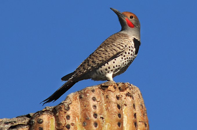 Photo (3): Gilded Flicker