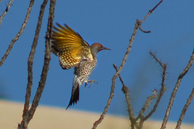 Photo (4): Gilded Flicker