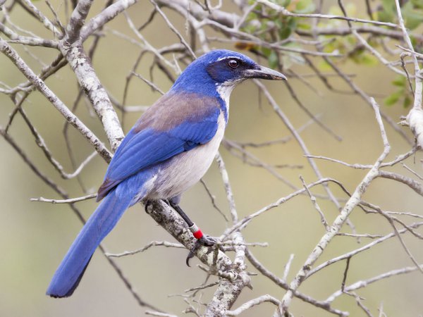 Photo (3): Island Scrub-Jay