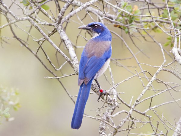 Photo (4): Island Scrub-Jay