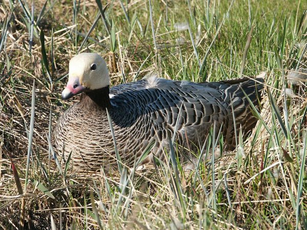 Photo (2): Emperor Goose