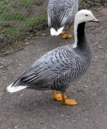 Photo (3): Emperor Goose