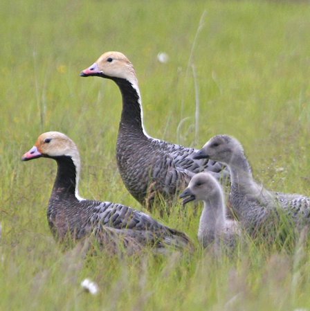 Photo (4): Emperor Goose