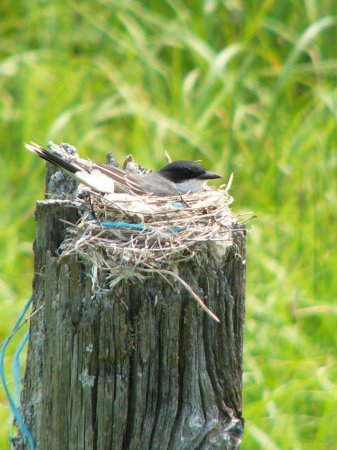 Photo (25): Eastern Kingbird
