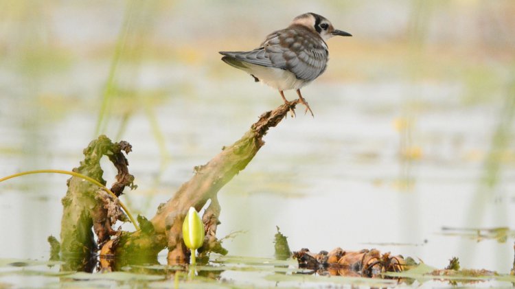 Photo (19): Black Tern