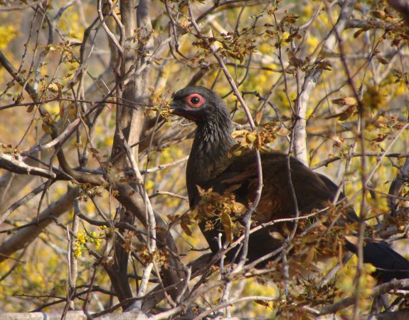 Photo (2): West Mexican Chachalaca