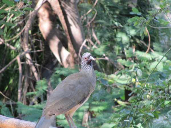 Photo (3): West Mexican Chachalaca