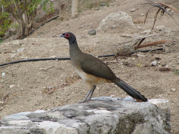 Photo (1): West Mexican Chachalaca