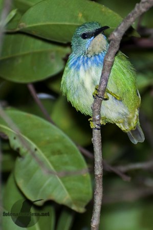 Photo (4): Shining Honeycreeper