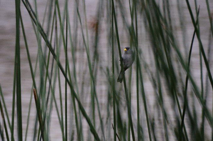 Photo (1): Slate-colored Seedeater