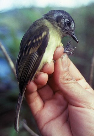 Photo (3): Slaty-capped Flycatcher