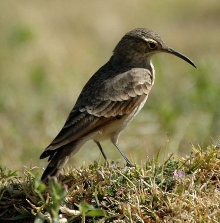 Photo (6): Slender-billed Miner