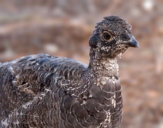 Photo (4): Sooty Grouse