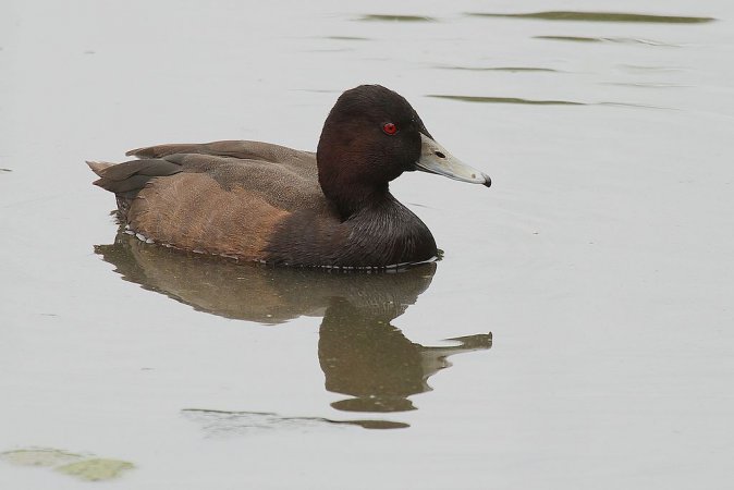 Photo (2): Southern Pochard