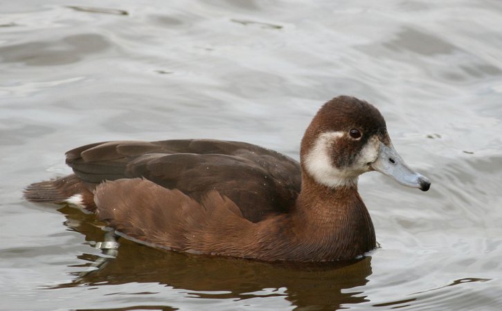 Photo (3): Southern Pochard